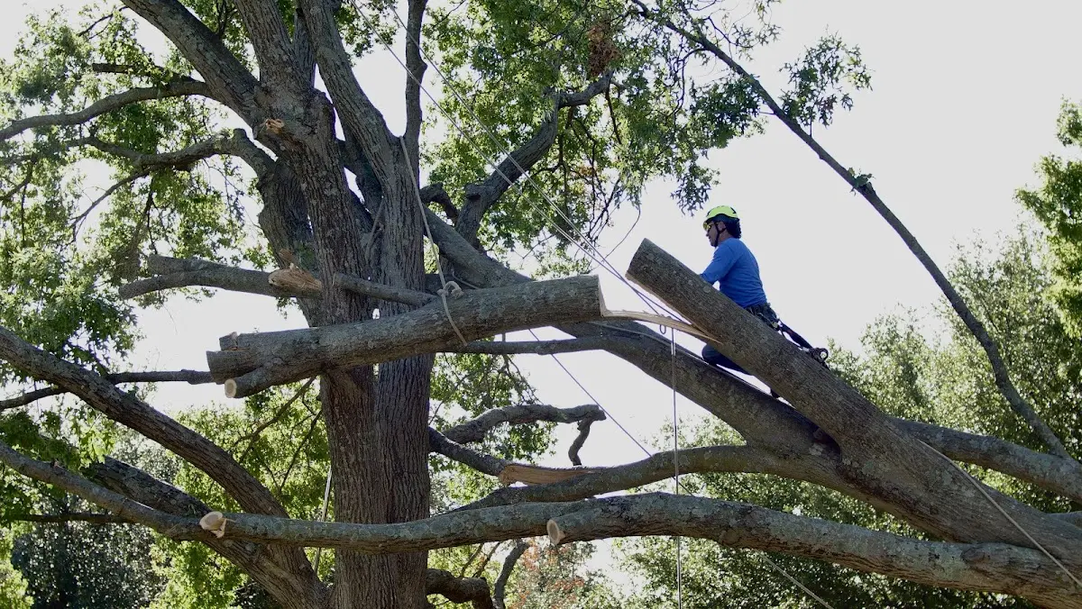 Professional Hazardous Tree Removal performed by certified arborists in North Java