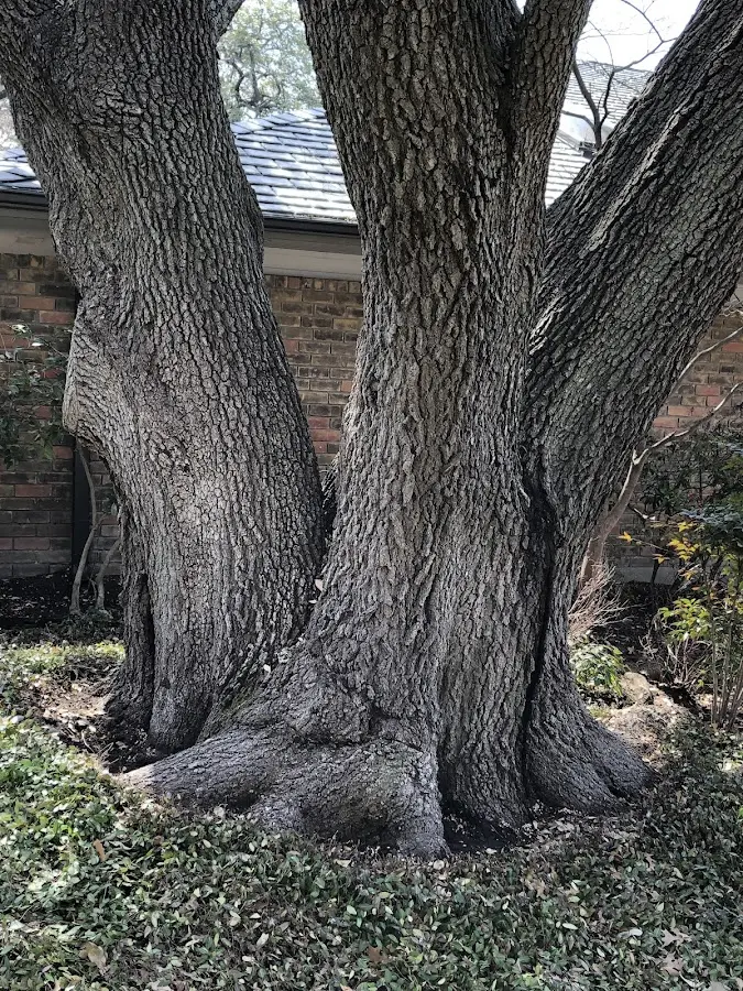 Mature heritage tree close to a North Java property cared for by certified arborists
